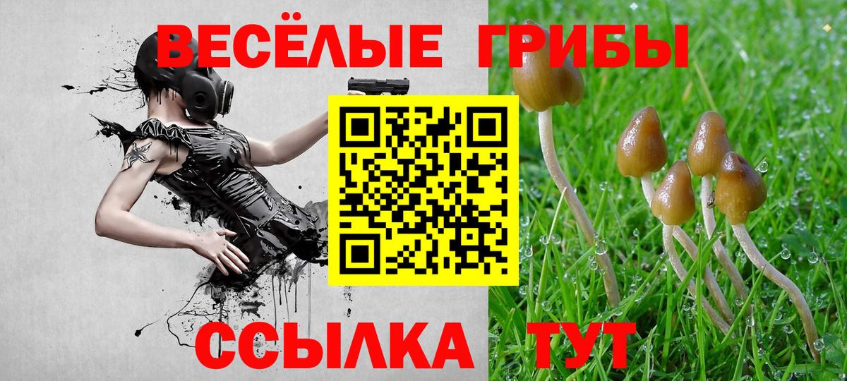 Псилоцибиновые грибы Psilocybine cubensis Тверь